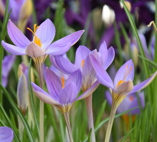Crocus corsicus