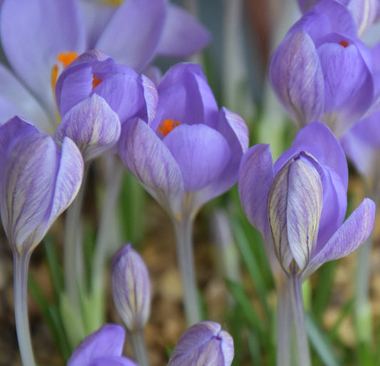 Crocus etruscus Zwanenburg AGM