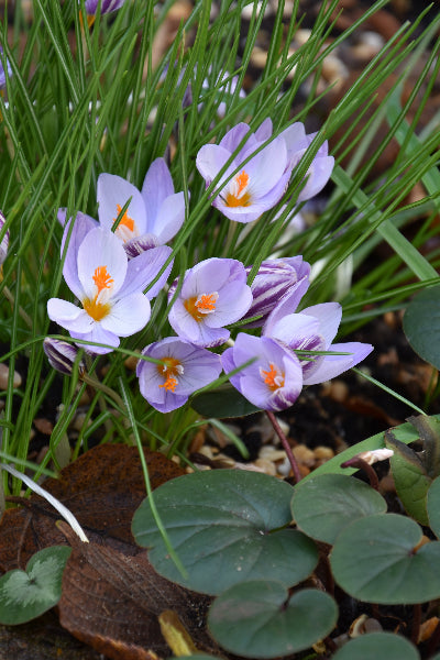 Crocus laevigatus Fontenay