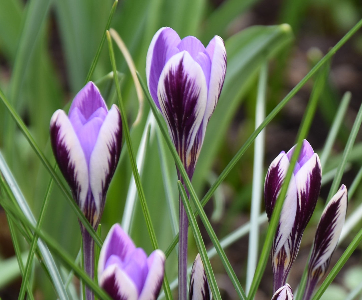 Crocus minimus