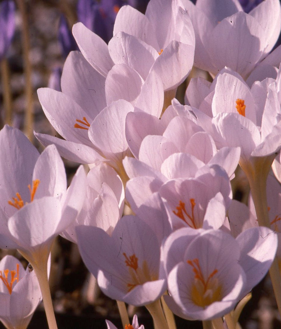 Crocus pulchellus AGM