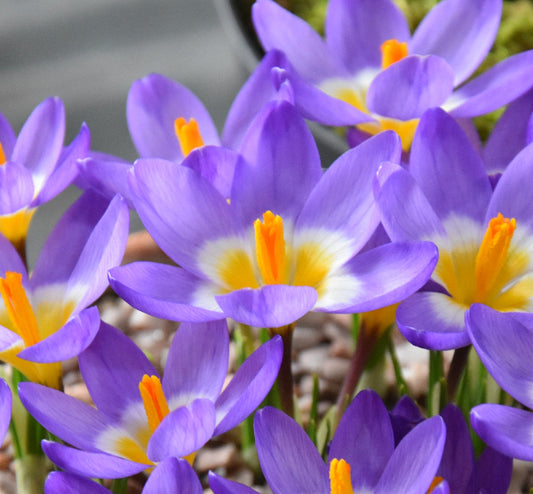 Crocus sieberi ssp. sublimis Tricolor AGM