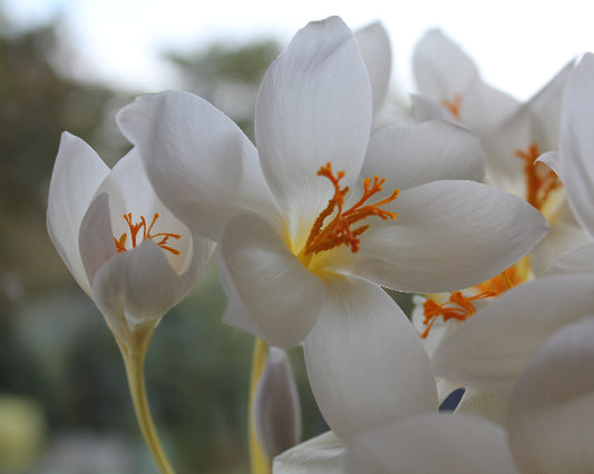 Crocus speciosus Albus AGM