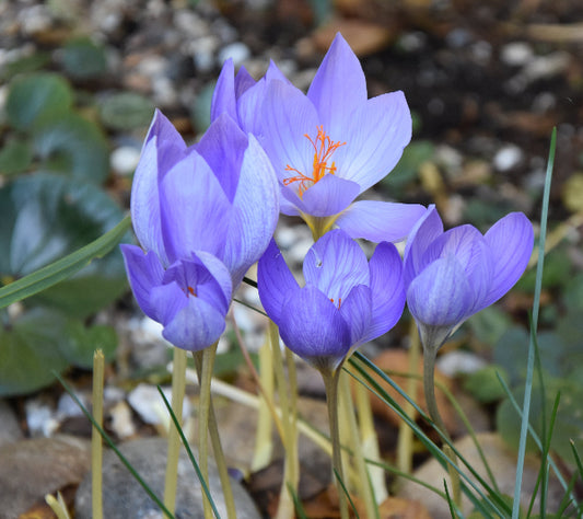 Crocus speciosus AGM
