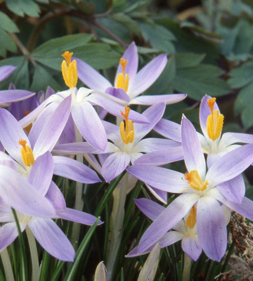 Crocus tommasinianus Lilac Beauty