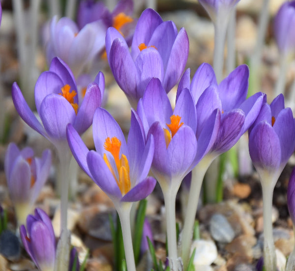 Crocus tommasinianus AGM