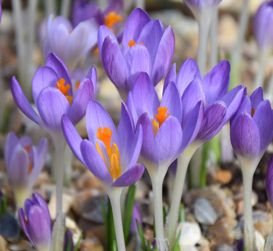 Crocus tommasinianus AGM