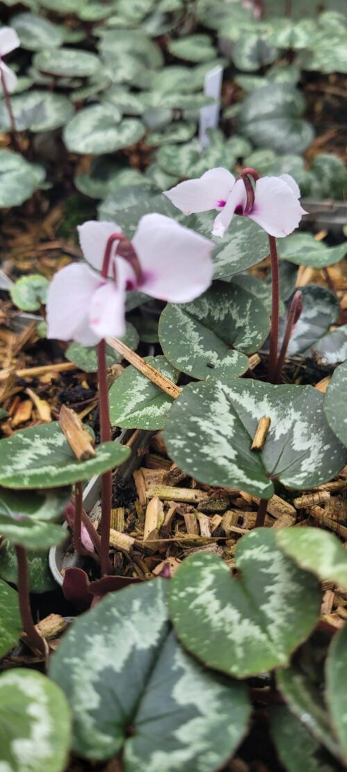Cyclamen alpinum album – maria pic