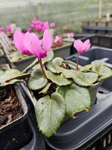 Cyclamen colchicum – amys pic