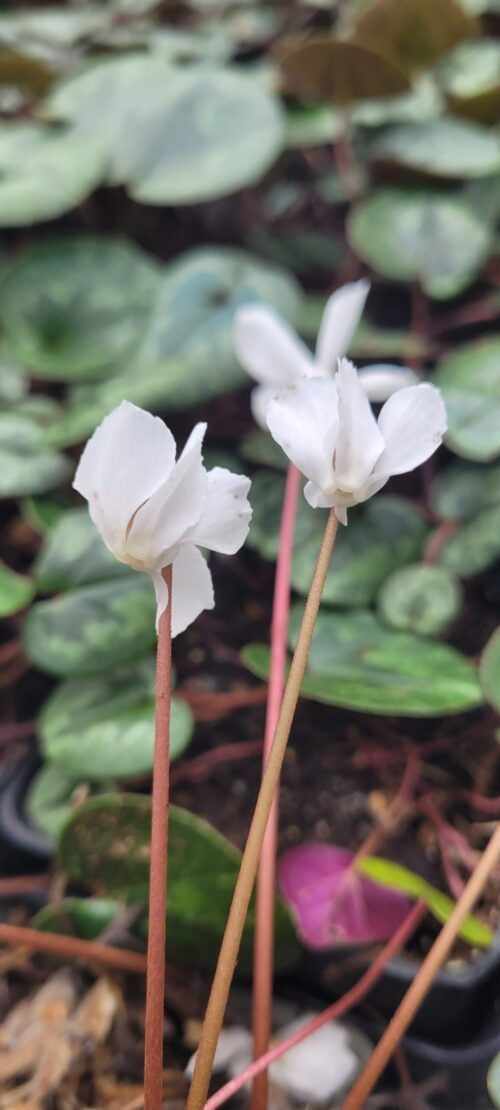Cyclamen coum albissimum – maria pic