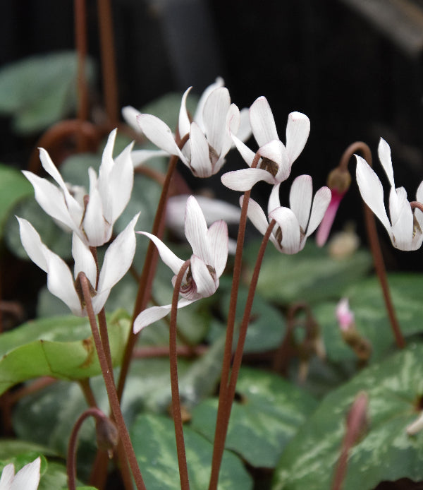 Cyclamen balearicum