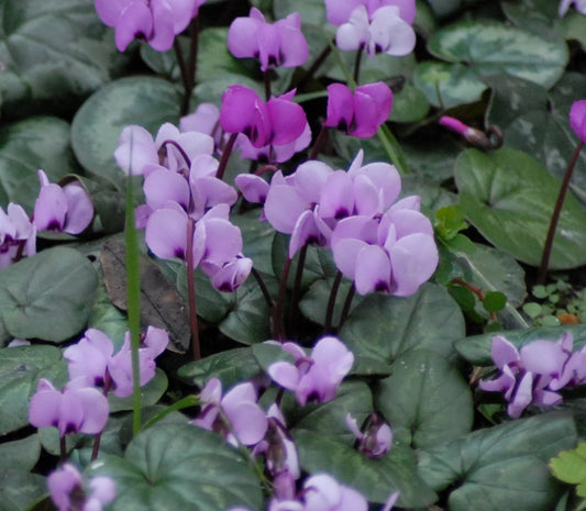 Cyclamen coum AGM