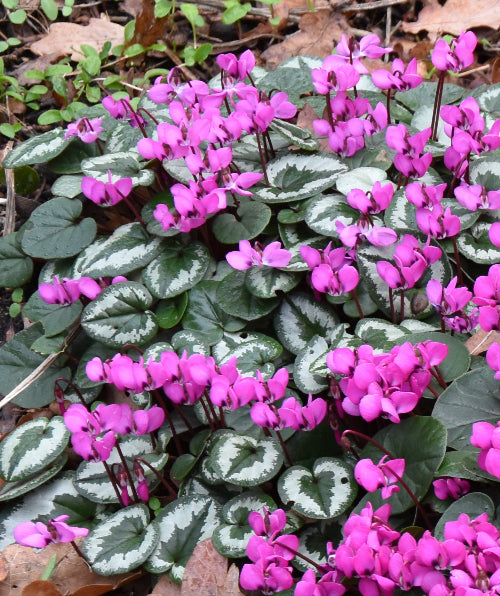 Cyclamen coum Selected Rubrum