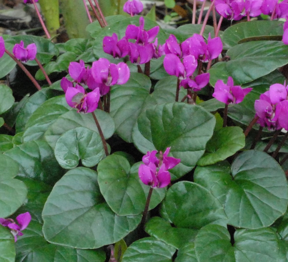 Cyclamen coum Meaden's Crimson