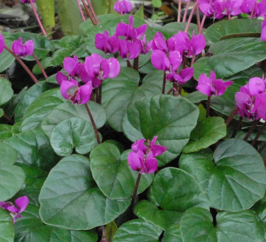 Cyclamen coum Meaden's Crimson