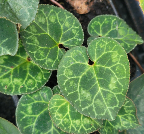 Cyclamen graecum Album