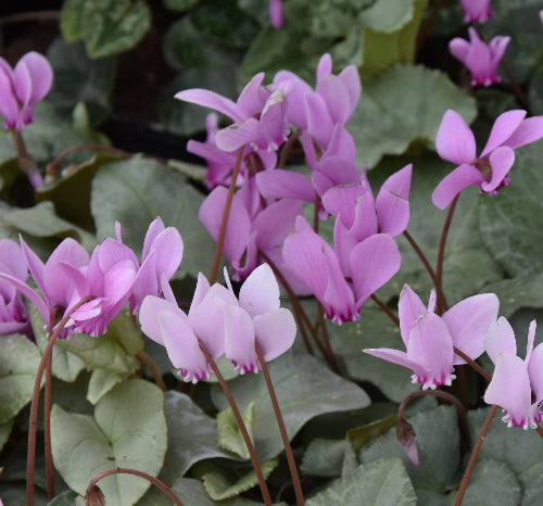 Cyclamen hederifolium Pewter Mist