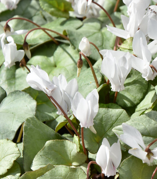 Cyclamen hederifolium White Mist