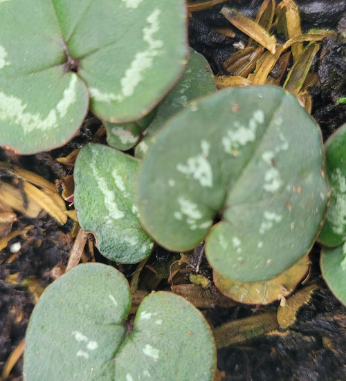 Cyclamen mirable forma niveum