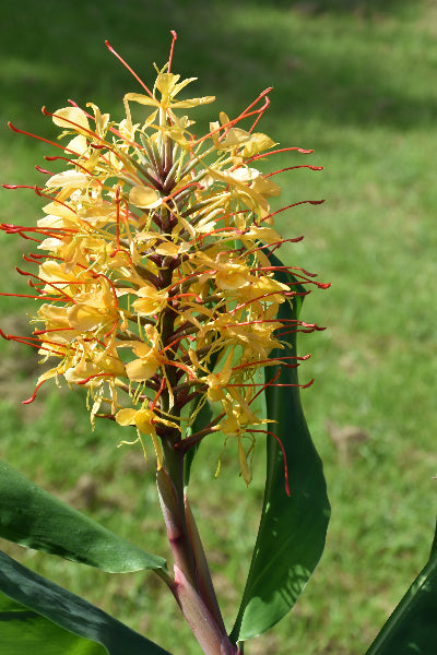 Hedychium gardnerianum  AGM