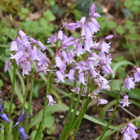 Hyacinthoides non-scripta pink
