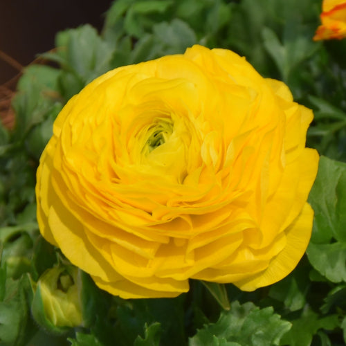 Ranunculus Aviv Gold