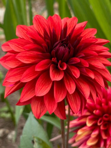 Dahlia Danique