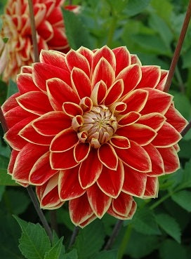 Dahlia Maxime