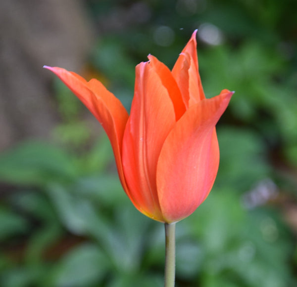 Tulip Royal Charm syn. Dutch Dancer