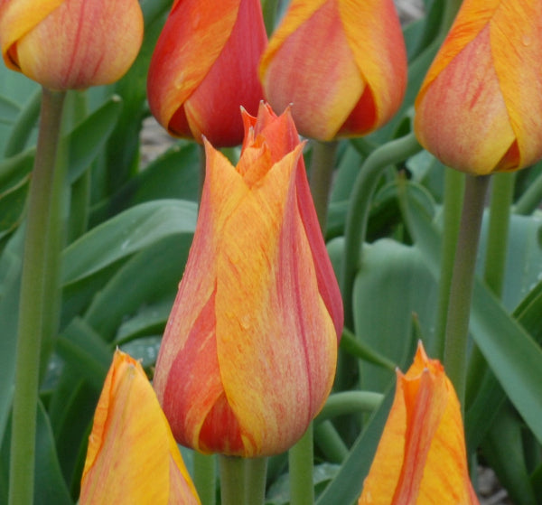 Tulip El Nino