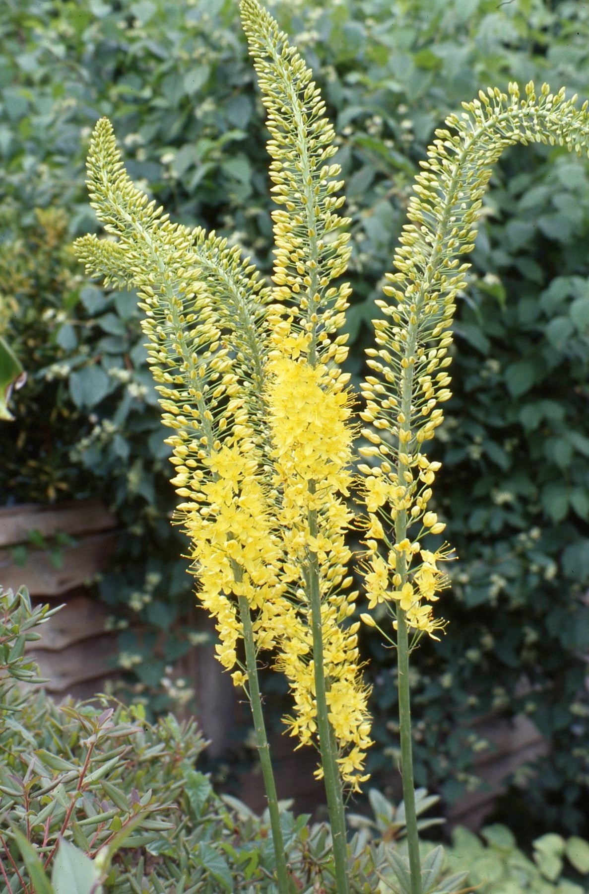 Eremurus Jeanne-Claire