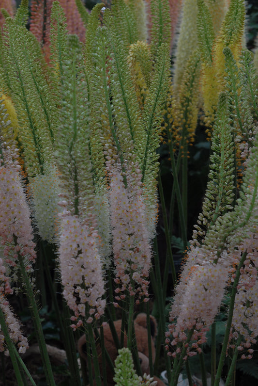 Eremurus Romance