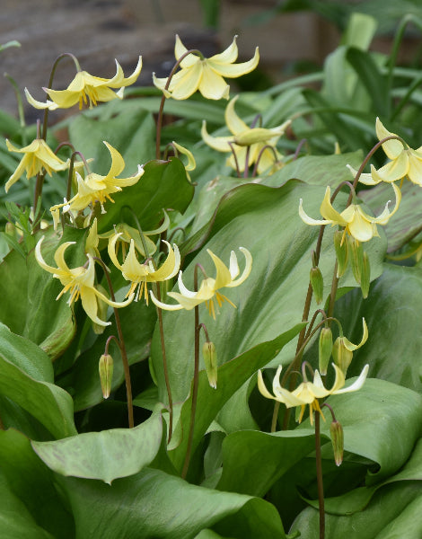Erythronium Pagoda AGM