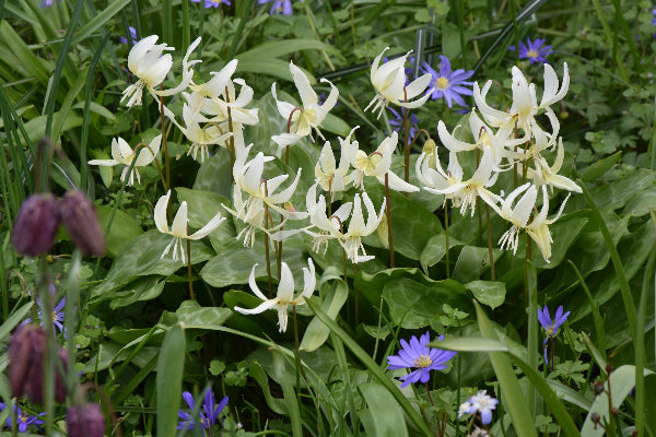 Erythronium californicum White Beauty AGM