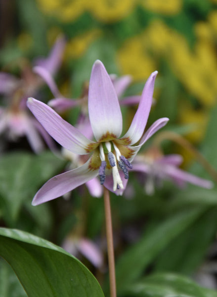 Erythronium dens-canis "Purple King"