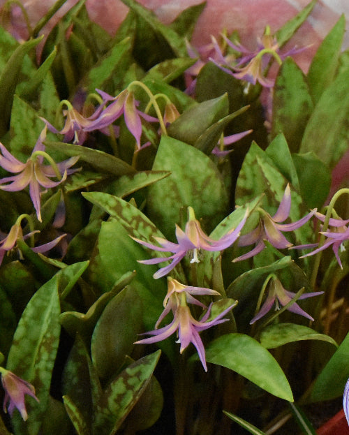 Erythronium dens-canis AGM