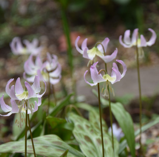 Erythronium x revolutum 'Grand Old Man'