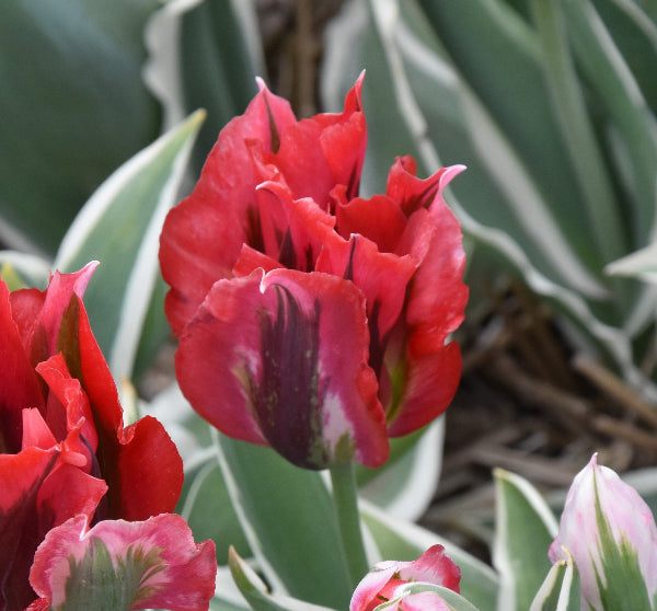 Tulip Esperanto AGM