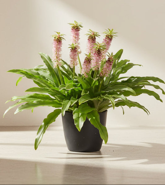 Eucomis Nani