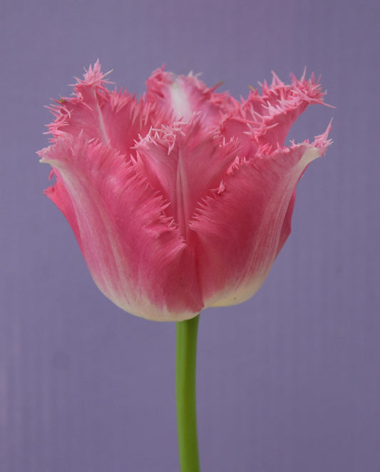 Tulip Fancy Frills AGM