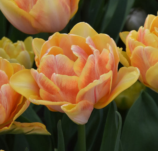 Tulip Foxy Foxtrot AGM