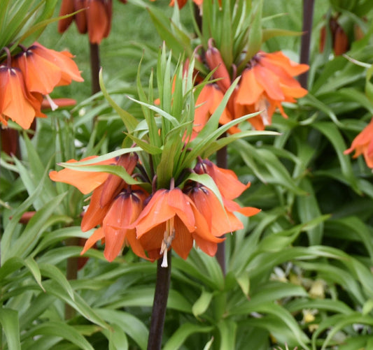 Fritillaria eduardii Sunrise
