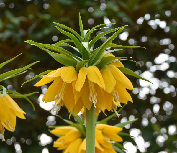 Fritillaria Yellow Beauty AGM