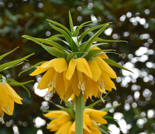 Fritillaria Yellow Beauty AGM