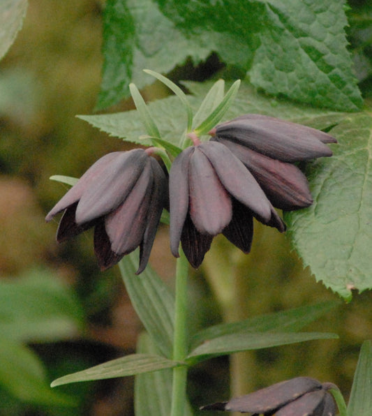 Fritillaria camschatcensis