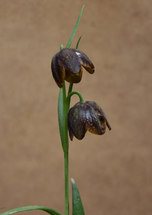 Fritillaria davisii