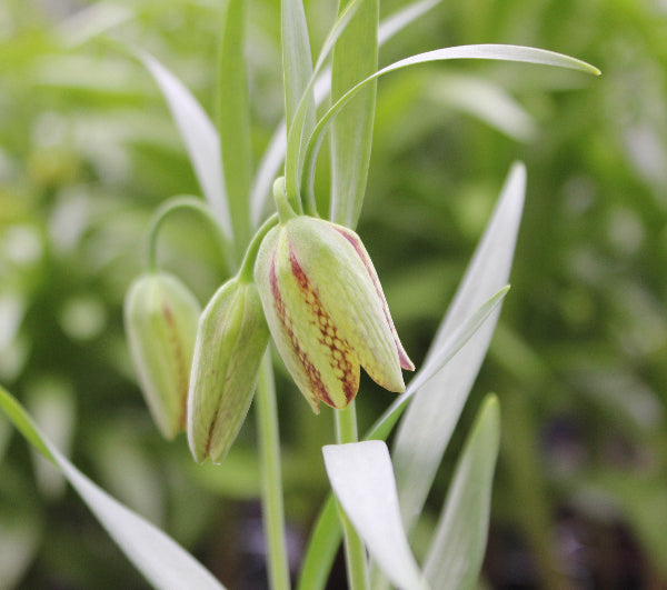 Fritillaria hermonis ssp. amana.