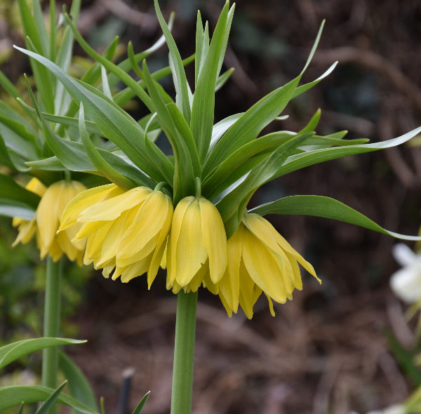 Fritillaria imperialis Double Gold