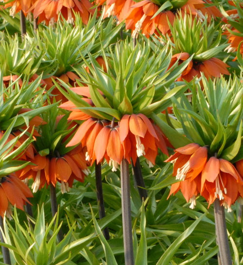 Fritillaria imperialis Rubra AGM