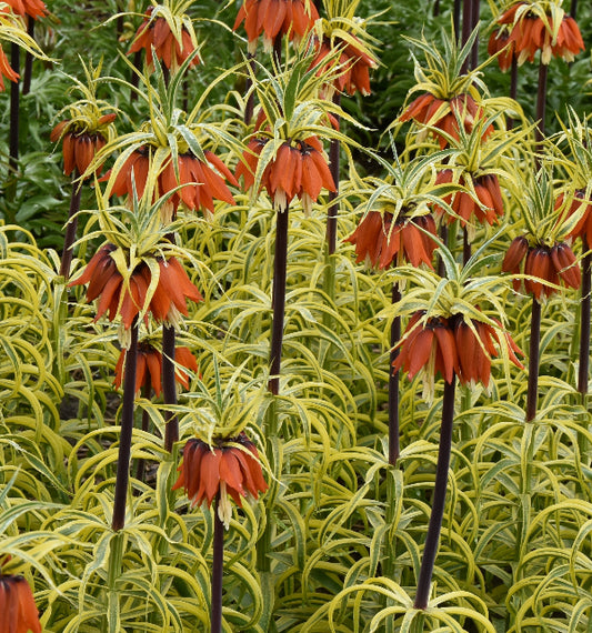 Fritillaria imperialis Aureomarginata